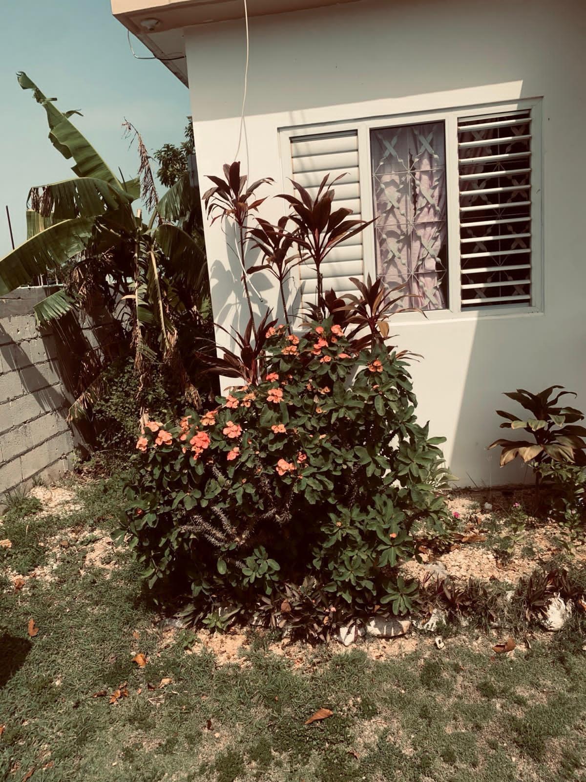 Eighth image of 397 Papaya Avenue, Longville in Longville Park, Clarendon, Jamaica - property is For Sale
