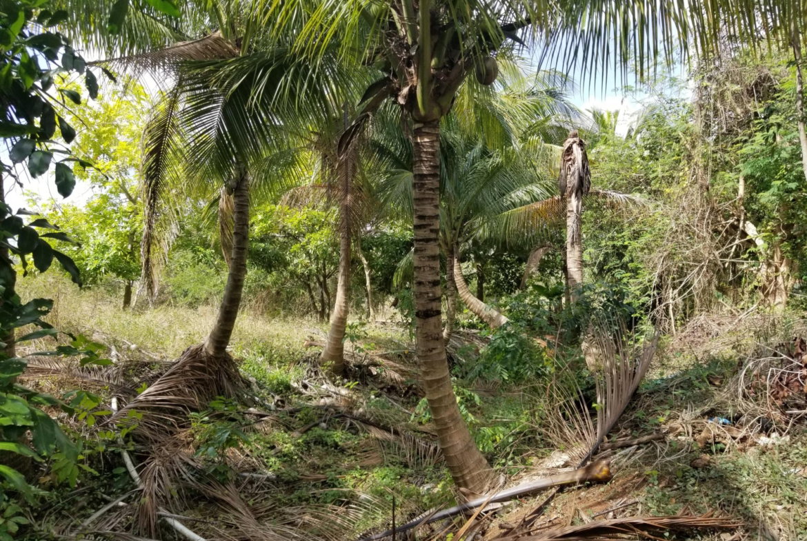 First image of Colbeck Pen, Old Harbour, in Colbeck, St. Catherine, Jamaica - property is For Sale