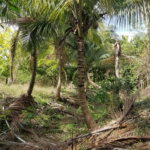 First image of Colbeck Pen, Old Harbour, in Colbeck, St. Catherine, Jamaica - property is For Sale