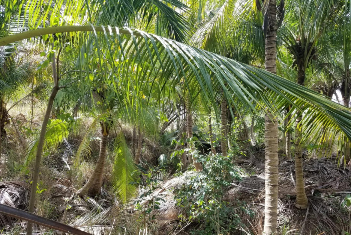 Third image of Colbeck Pen, Old Harbour, in Colbeck, St. Catherine, Jamaica - property is For Sale