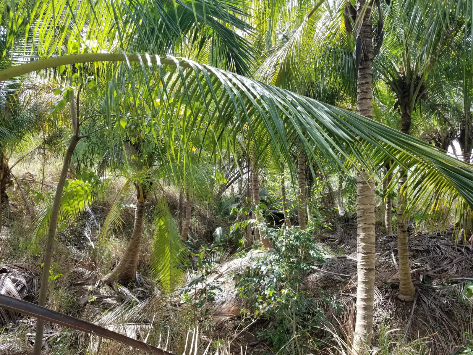 Third image of Colbeck Pen, Old Harbour, in Colbeck, St. Catherine, Jamaica - property is For Sale