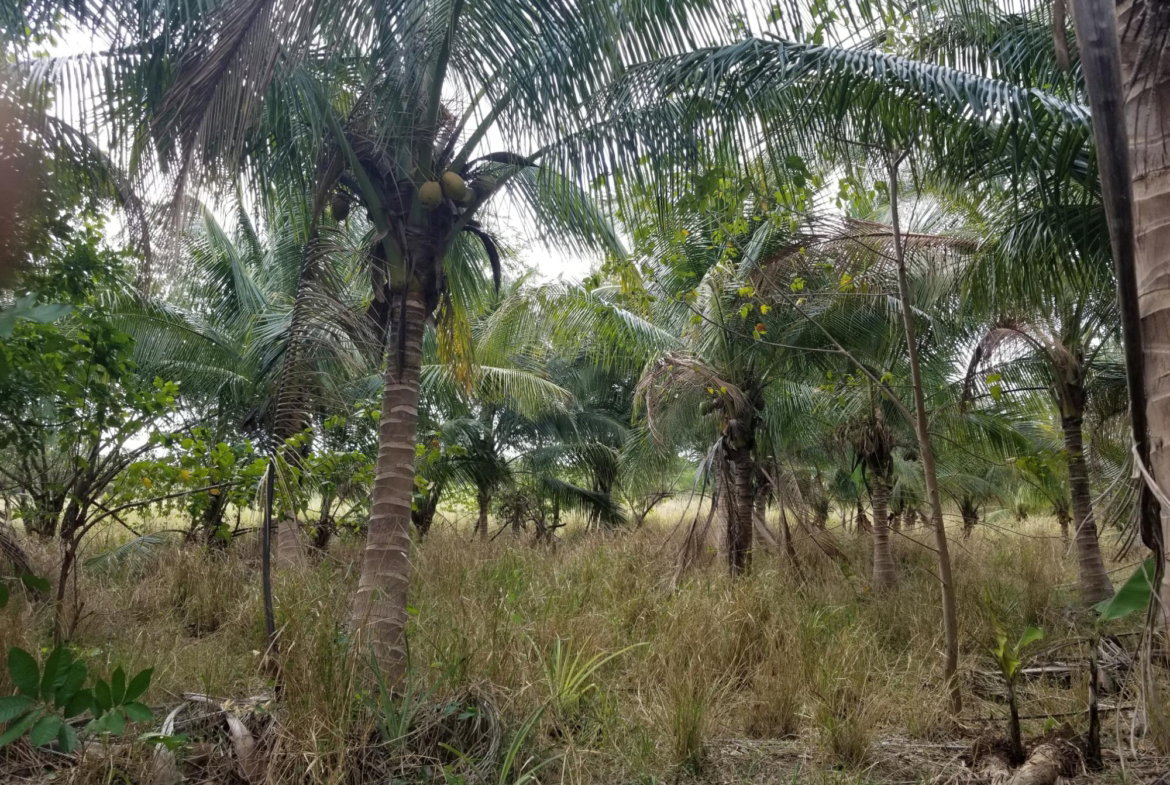 Fourth image of Colbeck Pen, Old Harbour, in Colbeck, St. Catherine, Jamaica - property is For Sale