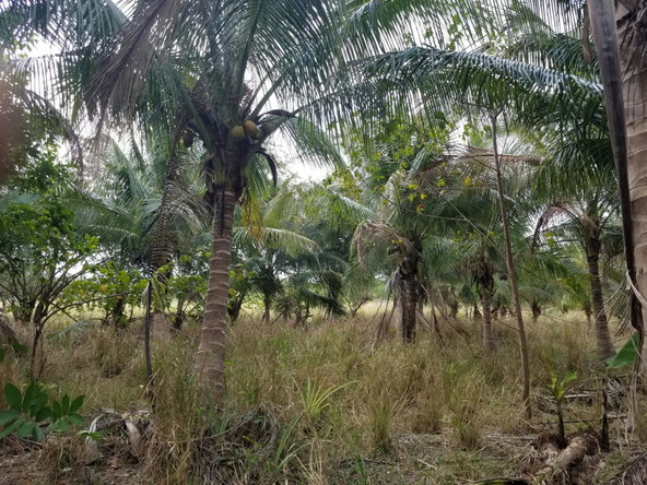 Fourth image of Colbeck Pen, Old Harbour, in Colbeck, St. Catherine, Jamaica - property is For Sale