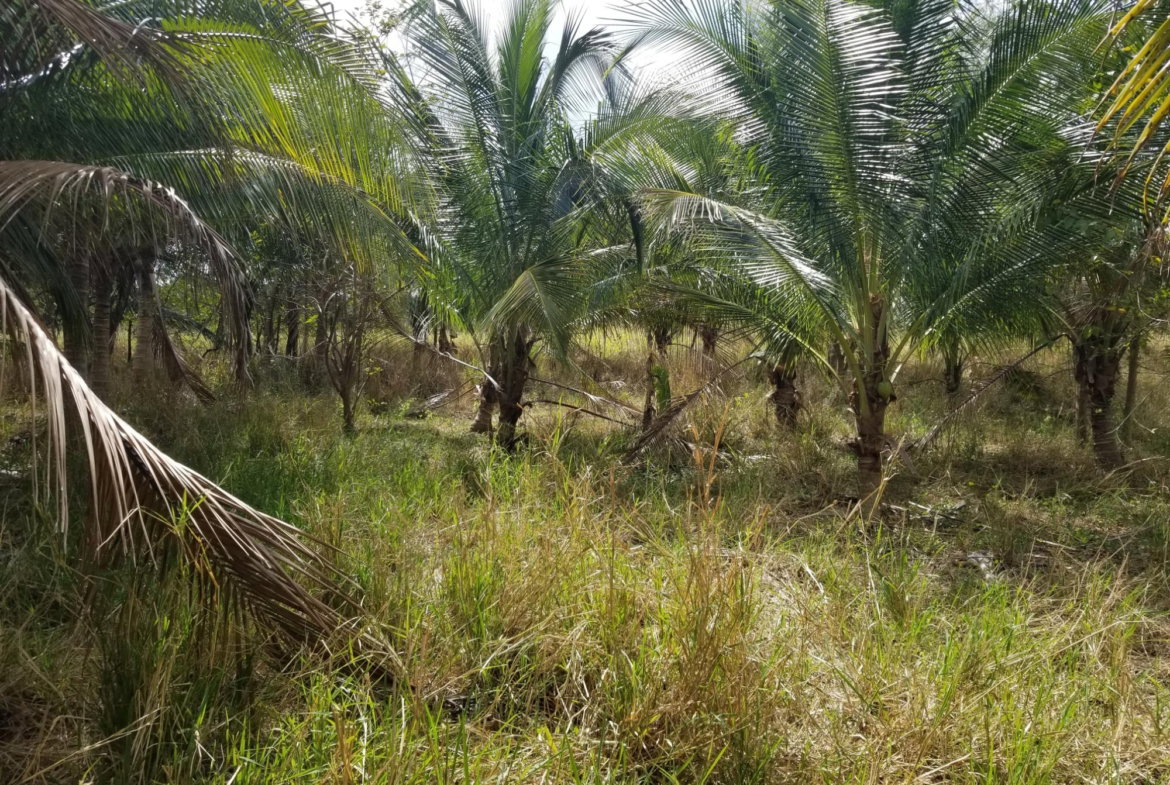 Fifth image of Colbeck Pen, Old Harbour, in Colbeck, St. Catherine, Jamaica - property is For Sale