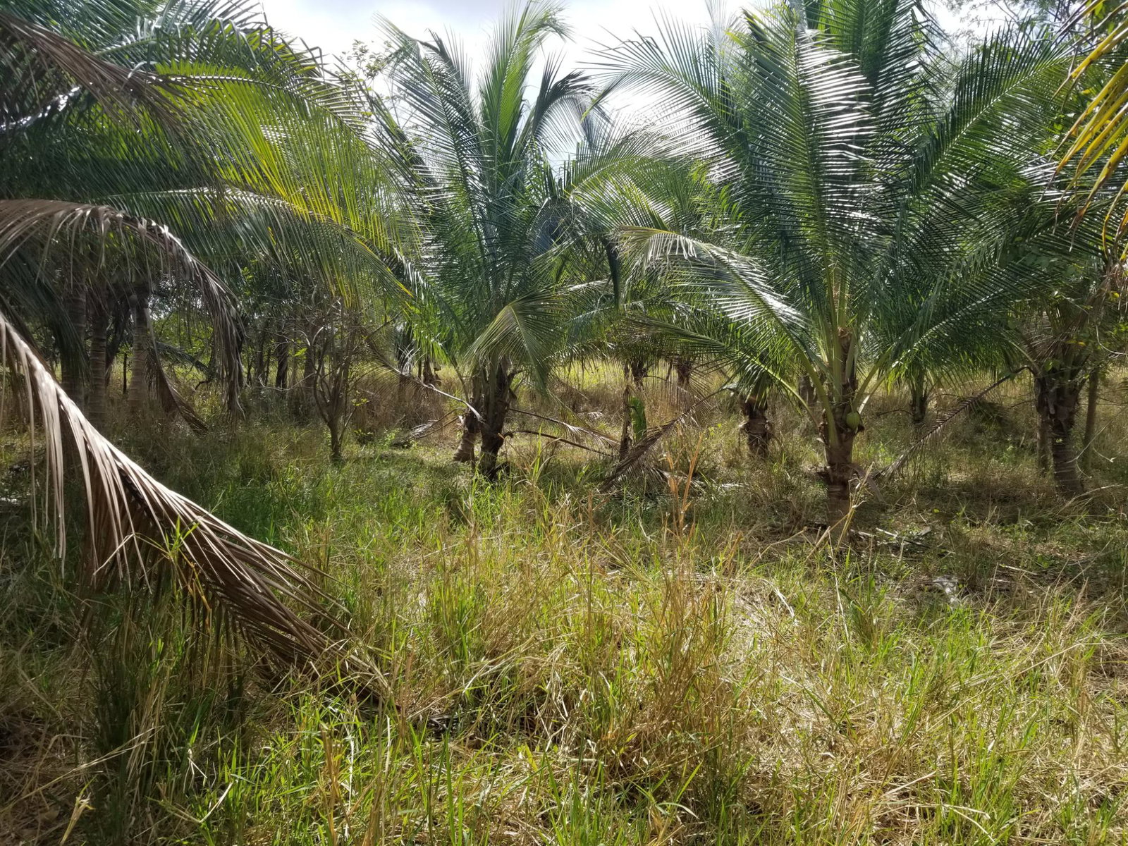 Fifth image of Colbeck Pen, Old Harbour, in Colbeck, St. Catherine, Jamaica - property is For Sale