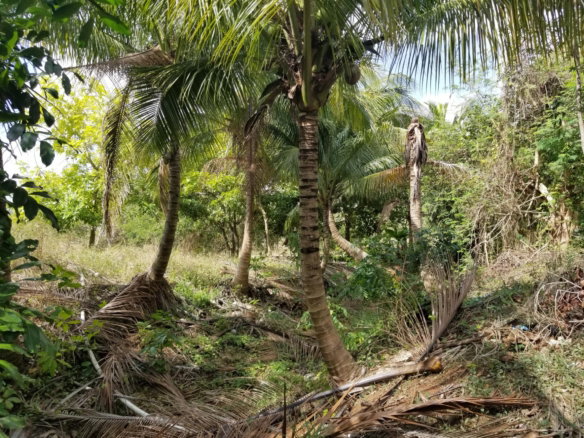 First image of Colbeck Pen, Old Harbour, in Colbeck, St. Catherine, Jamaica - property is For Sale