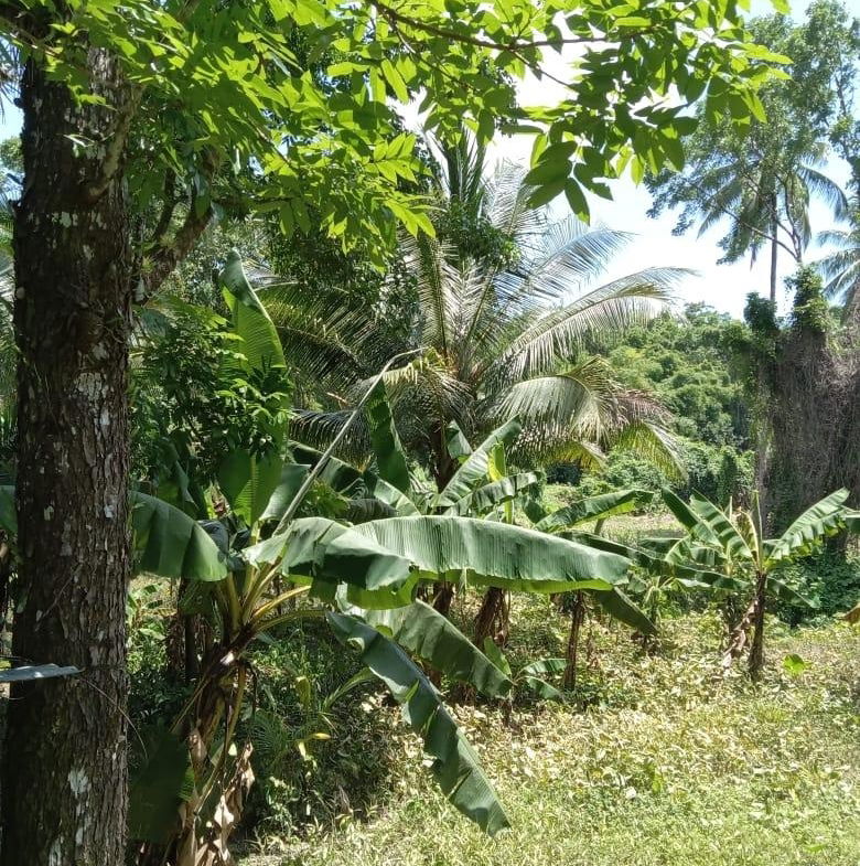 Eleventh image of Lot 89 Stanton Harcourt, Portlan in Stanton Harcourt, Portland, Jamaica - property is For Sale
