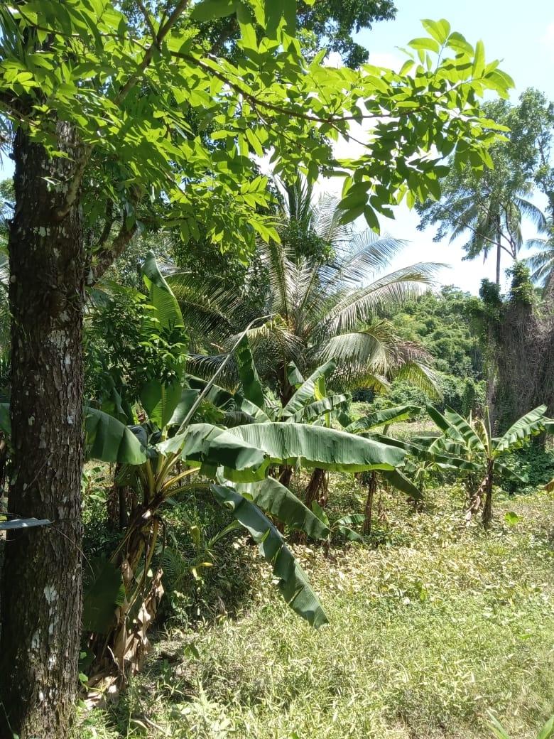 Eleventh image of Lot 89 Stanton Harcourt, Portlan in Stanton Harcourt, Portland, Jamaica - property is For Sale