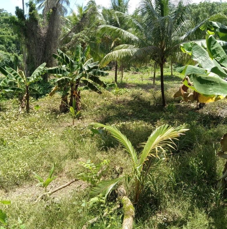 Twelfth image of Lot 89 Stanton Harcourt, Portlan in Stanton Harcourt, Portland, Jamaica - property is For Sale