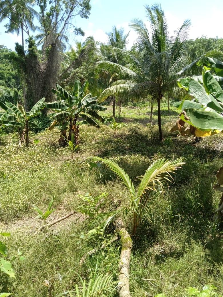 Twelfth image of Lot 89 Stanton Harcourt, Portlan in Stanton Harcourt, Portland, Jamaica - property is For Sale