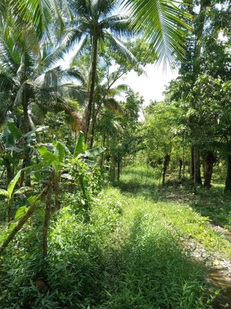 Fifth image of Lot 89 Stanton Harcourt, Portlan in Stanton Harcourt, Portland, Jamaica - property is For Sale