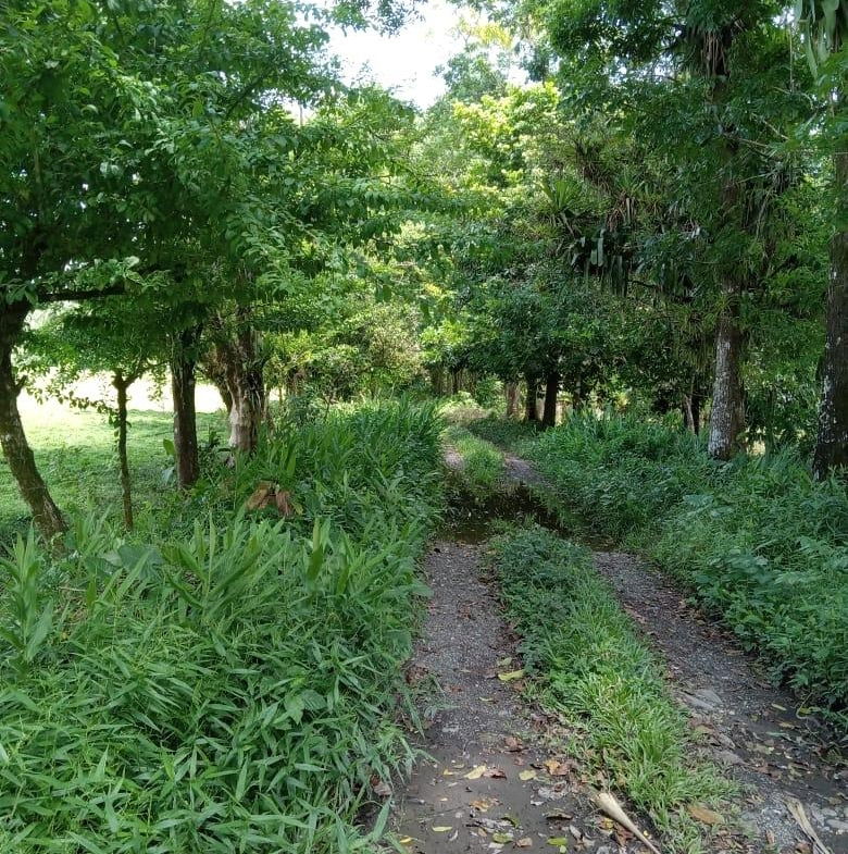 Sixth image of Lot 89 Stanton Harcourt, Portlan in Stanton Harcourt, Portland, Jamaica - property is For Sale