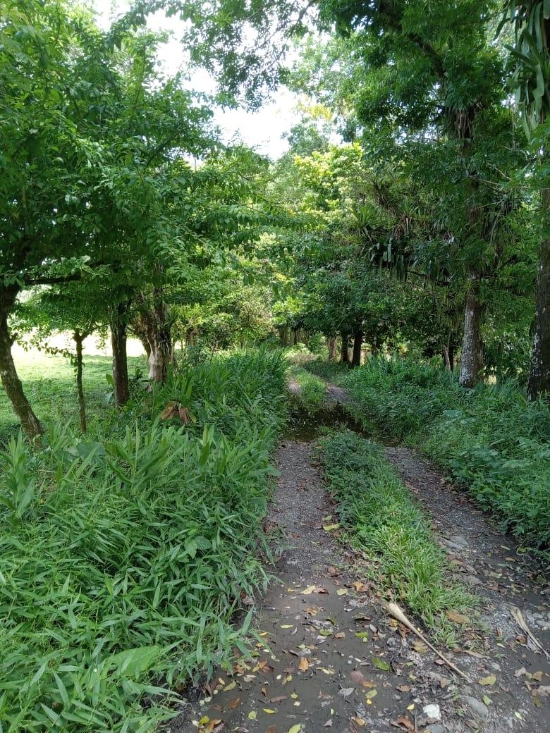 Sixth image of Lot 89 Stanton Harcourt, Portlan in Stanton Harcourt, Portland, Jamaica - property is For Sale