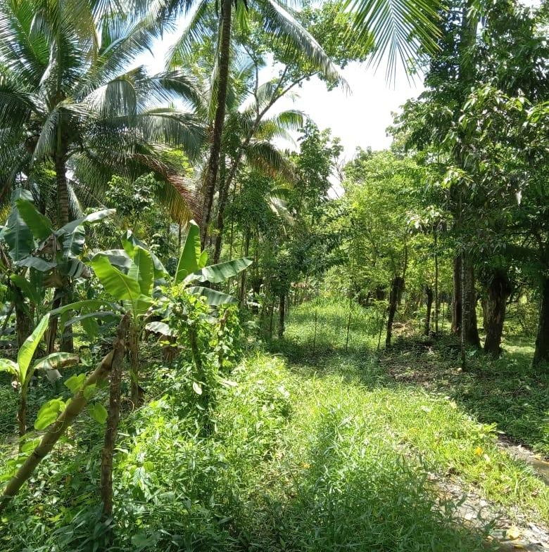 Seventh image of Lot 89 Stanton Harcourt, Portlan in Stanton Harcourt, Portland, Jamaica - property is For Sale