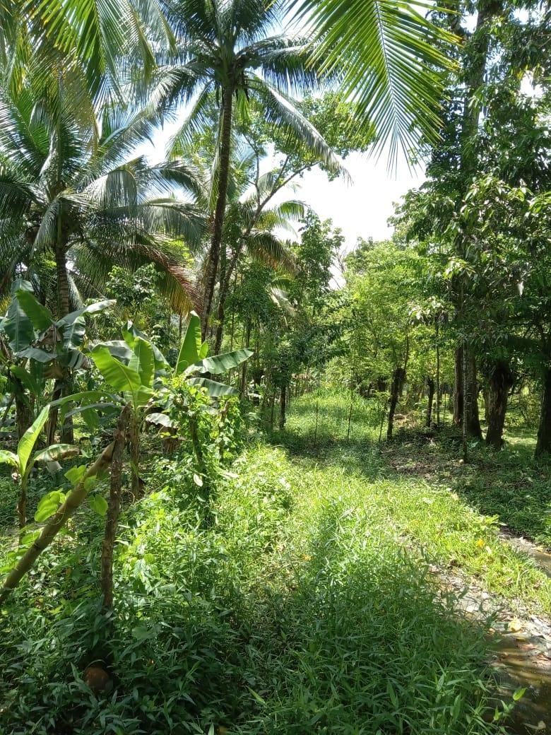 Seventh image of Lot 89 Stanton Harcourt, Portlan in Stanton Harcourt, Portland, Jamaica - property is For Sale