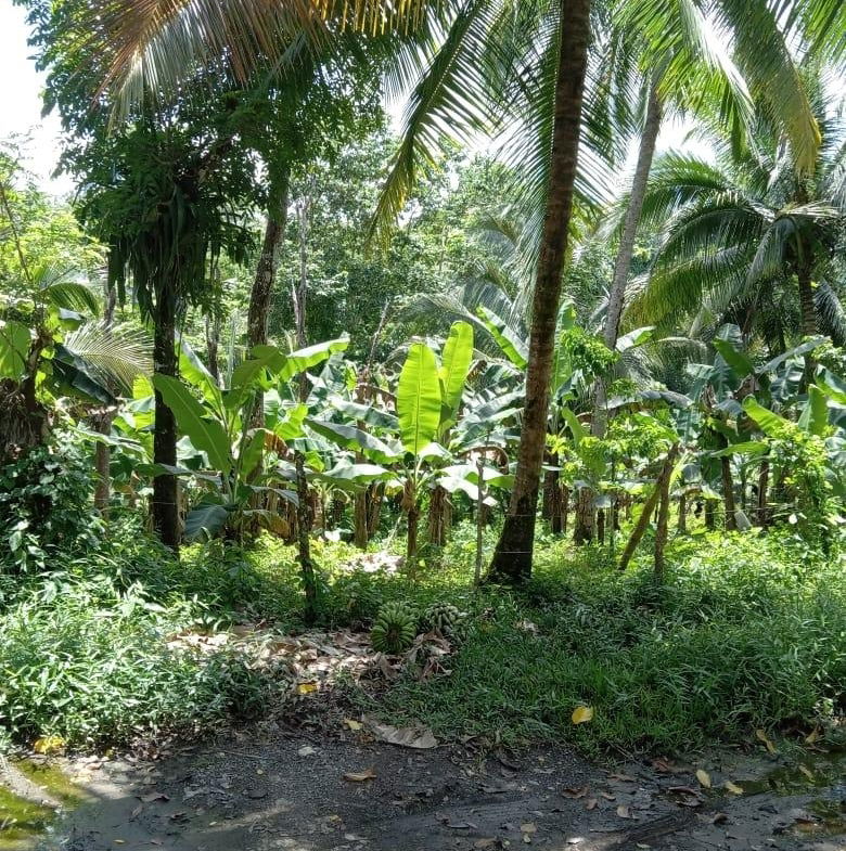 Eighth image of Lot 89 Stanton Harcourt, Portlan in Stanton Harcourt, Portland, Jamaica - property is For Sale