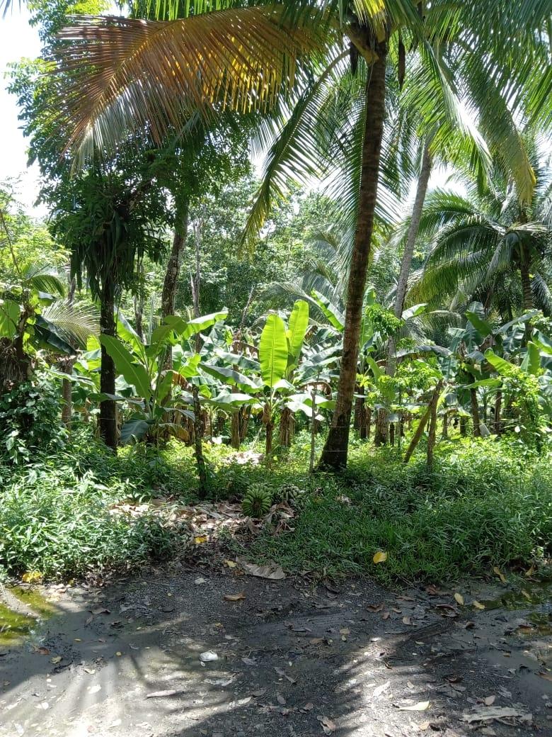 Eighth image of Lot 89 Stanton Harcourt, Portlan in Stanton Harcourt, Portland, Jamaica - property is For Sale