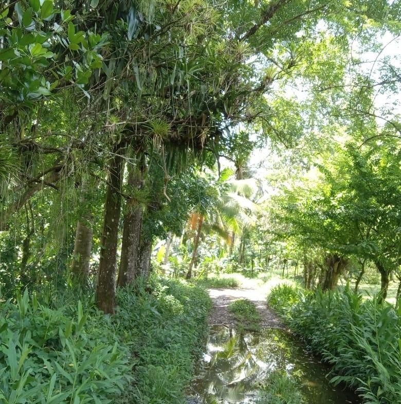 Ninth image of Lot 89 Stanton Harcourt, Portlan in Stanton Harcourt, Portland, Jamaica - property is For Sale