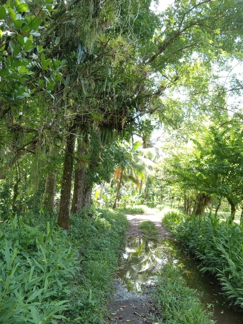 Ninth image of Lot 89 Stanton Harcourt, Portlan in Stanton Harcourt, Portland, Jamaica - property is For Sale