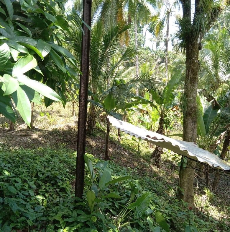 Tenth image of Lot 89 Stanton Harcourt, Portlan in Stanton Harcourt, Portland, Jamaica - property is For Sale