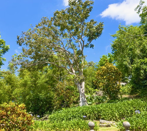 Thirteenth image of Balvenie Heights in Mandeville, Manchester, Jamaica - property is For Sale