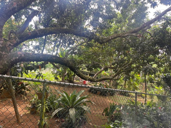 Twenty-First image of Lot#3-4 West Palm Gardens in Brumalia, Manchester, Jamaica - property is For Sale