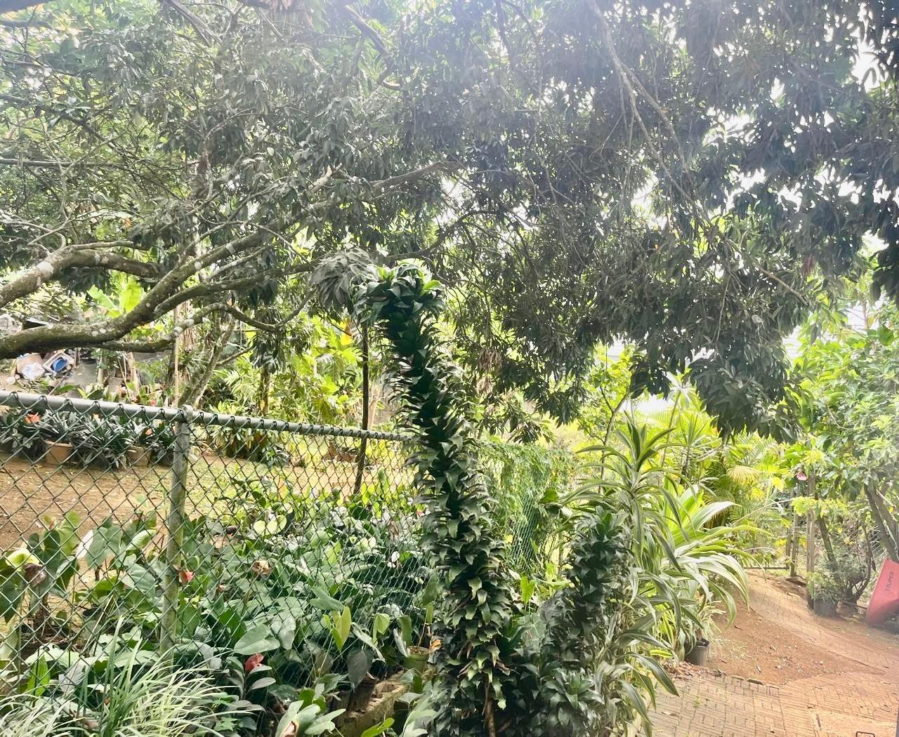 Twenty-Fifth image of Lot#3-4 West Palm Gardens in Brumalia, Manchester, Jamaica - property is For Sale