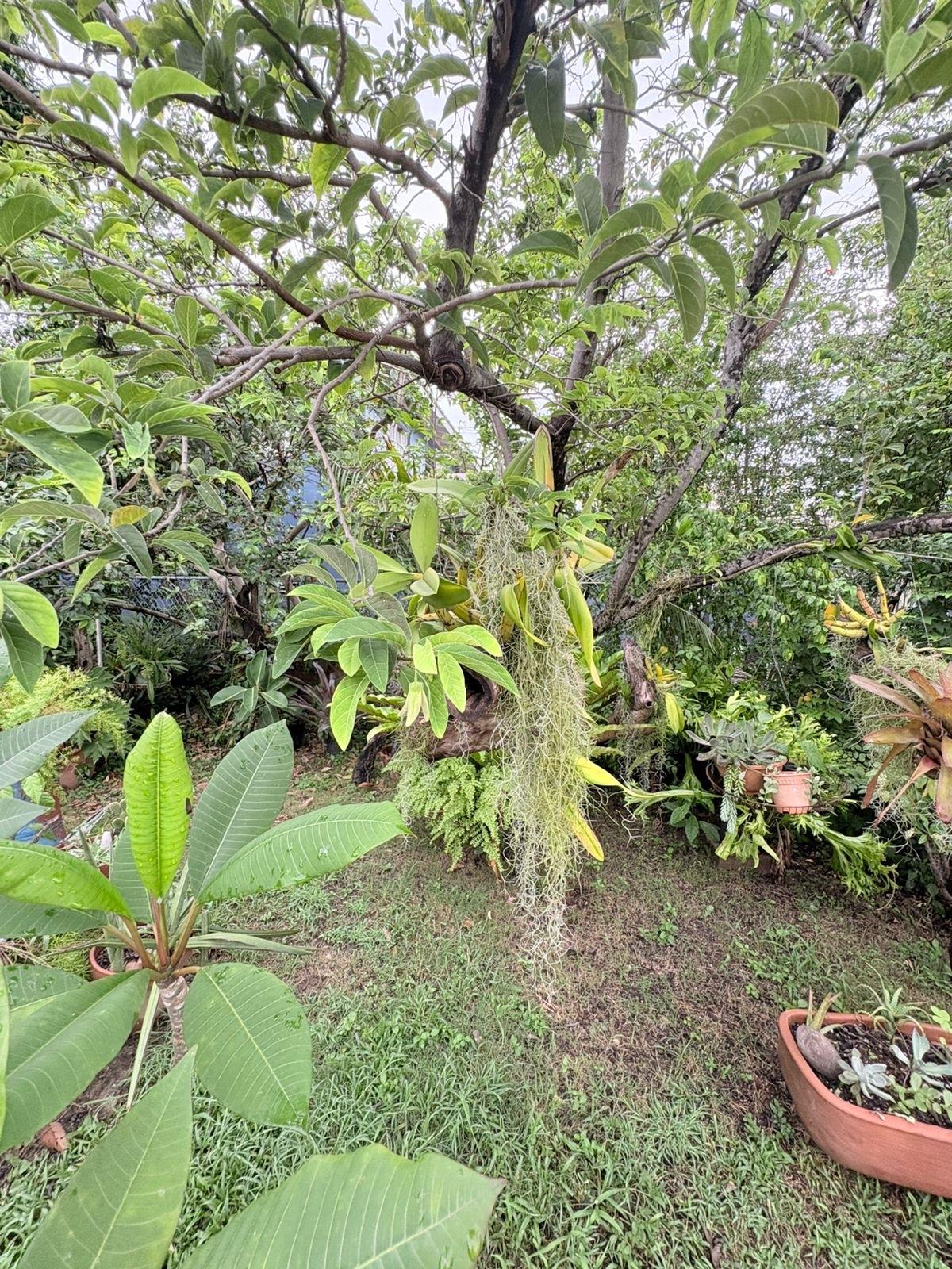 Ninth image of 7 Allerdyce Road Kgn8 Jam in Constant Spring P.O., St. Andrew, Jamaica - property is For Sale