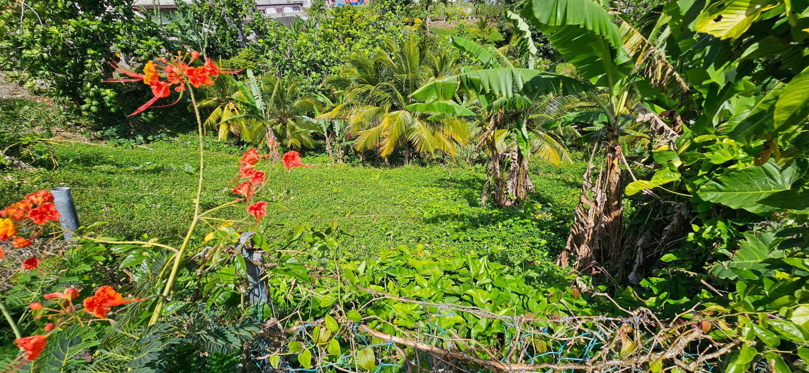 Second image of Sedgewick Pen, Pilot, Wil in Willmington, St. Thomas, Jamaica - property is For Sale