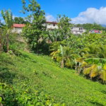 First image of Sedgewick Pen, Pilot, Wil in Willmington, St. Thomas, Jamaica - property is For Sale