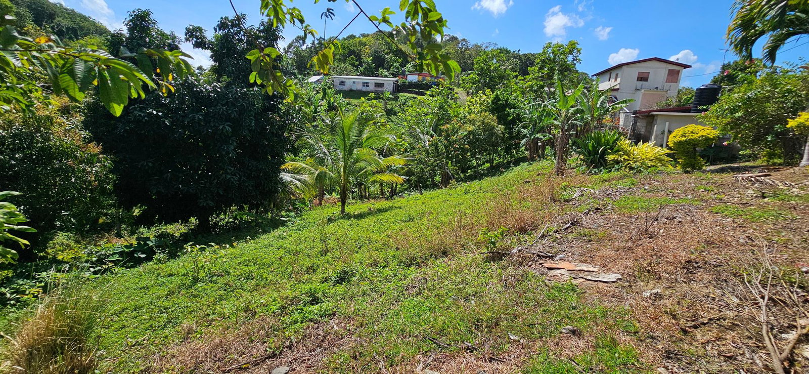 Fourth image of Sedgewick Pen, Pilot, Wil in Willmington, St. Thomas, Jamaica - property is For Sale
