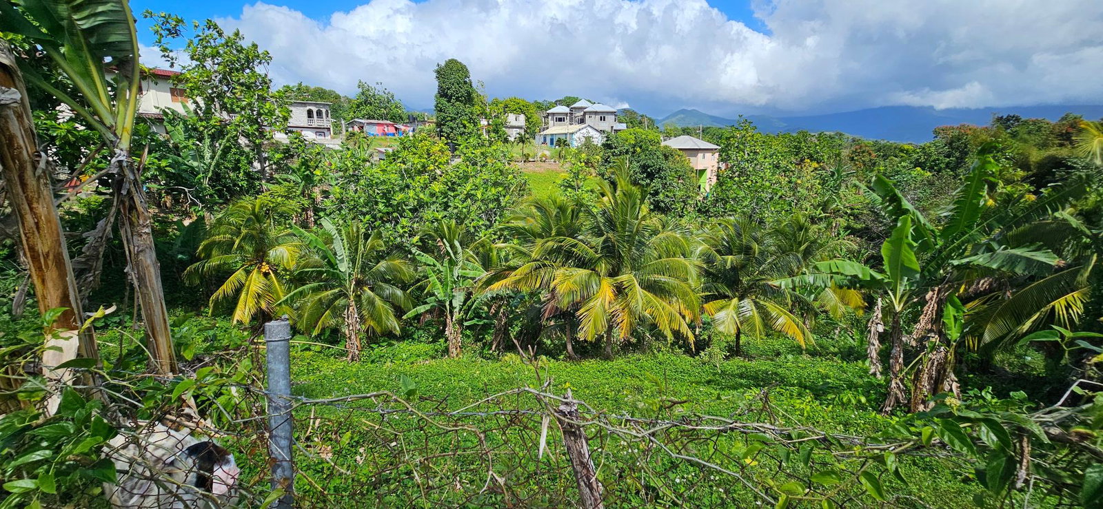 Fifth image of Sedgewick Pen, Pilot, Wil in Willmington, St. Thomas, Jamaica - property is For Sale