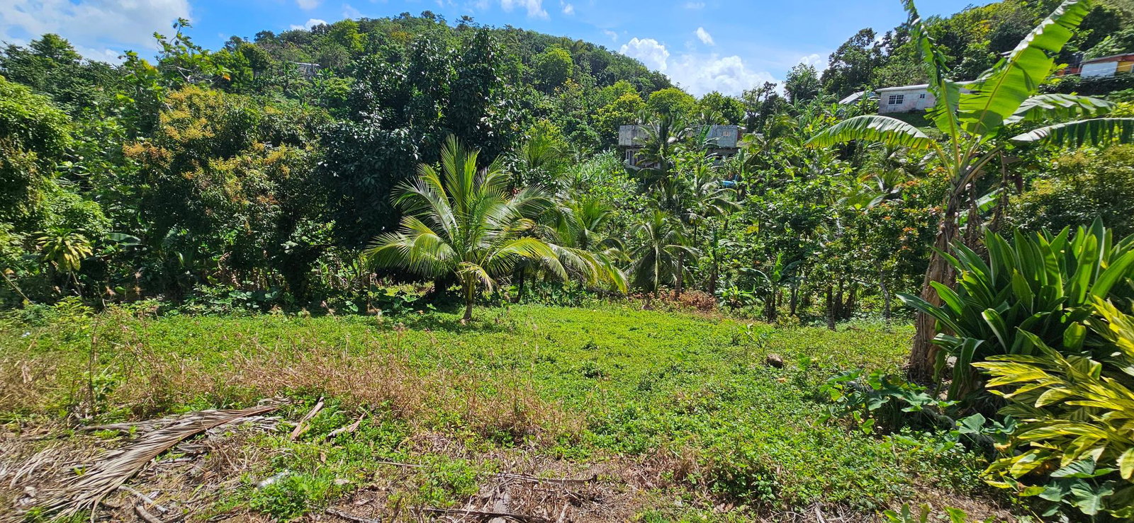Eighth image of Sedgewick Pen, Pilot, Wil in Willmington, St. Thomas, Jamaica - property is For Sale