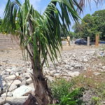 First image of 6 Spring Field Avenue , st in Springfield, St. Thomas, Jamaica - property is For Sale