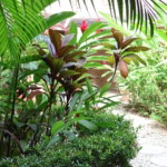 First image of 30- Manor Court Mews in Kingston 8, St. Andrew, Jamaica - property is For Rent