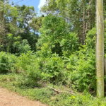 First image of Belle Castle in Belle Castle, Portland, Jamaica - property is For Sale