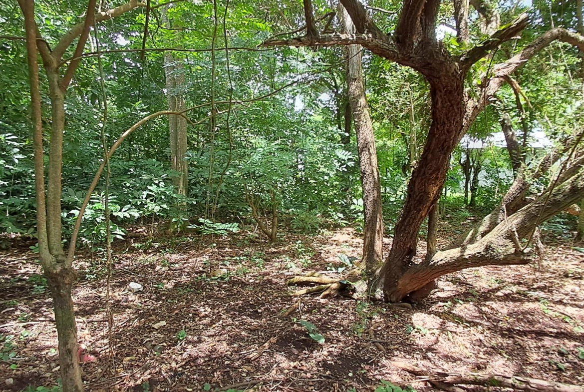 Fourth image of Belle Castle in Belle Castle, Portland, Jamaica - property is For Sale