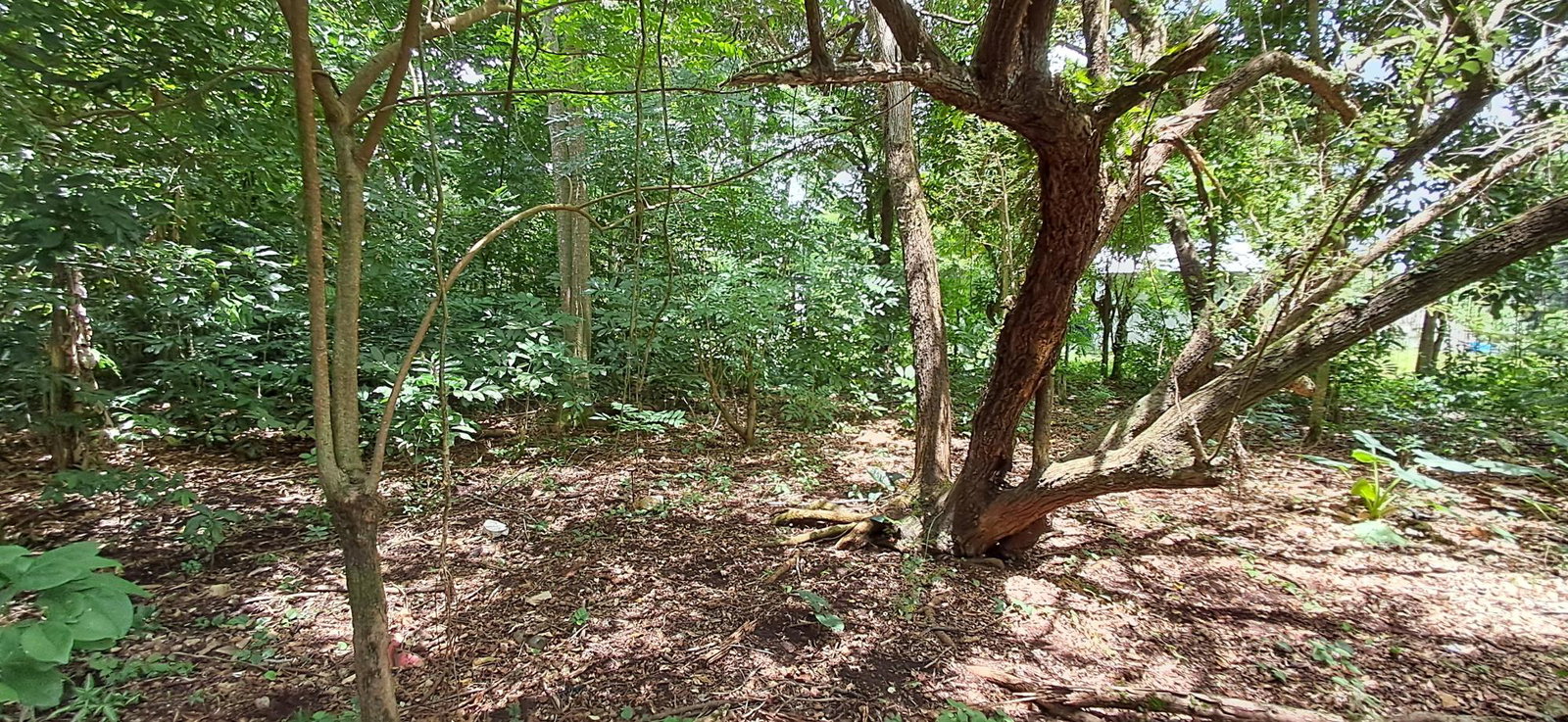 Fourth image of Belle Castle in Belle Castle, Portland, Jamaica - property is For Sale