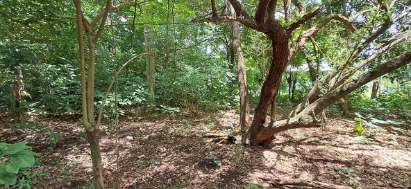 Fourth image of Belle Castle in Belle Castle, Portland, Jamaica - property is For Sale
