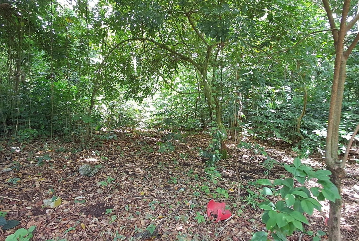 Fifth image of Belle Castle in Belle Castle, Portland, Jamaica - property is For Sale