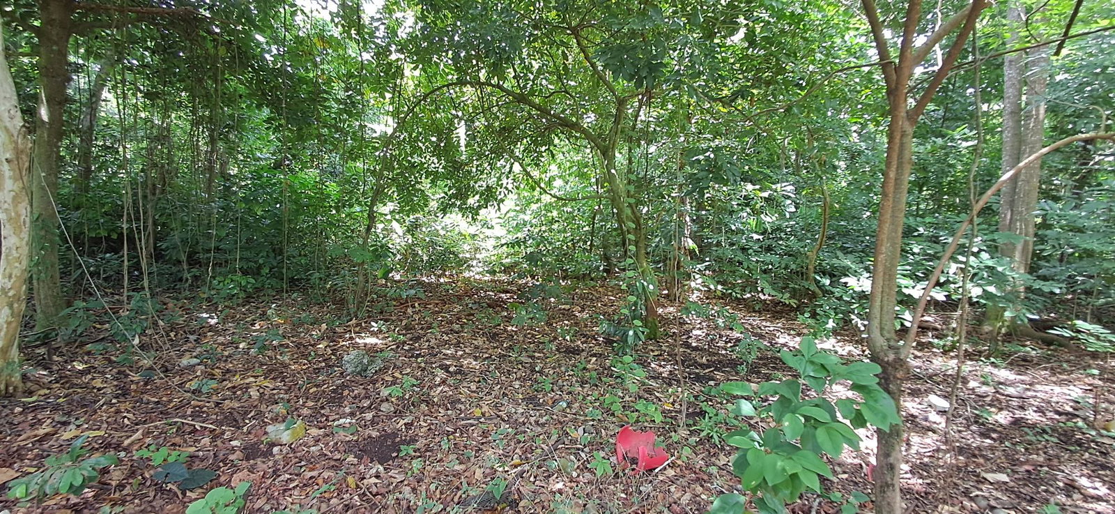 Fifth image of Belle Castle in Belle Castle, Portland, Jamaica - property is For Sale