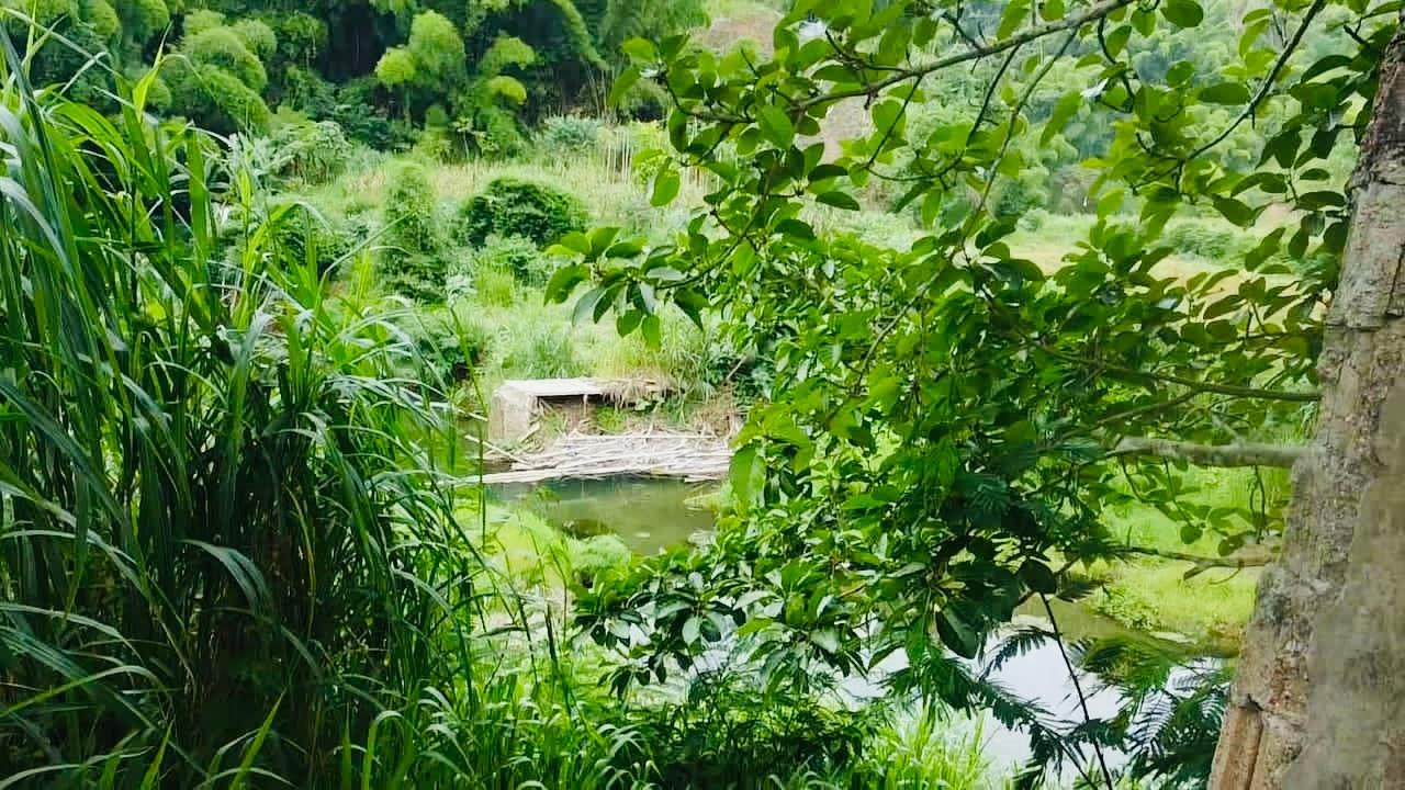 Eighth image of Borobridge in Borobridge, St. Ann, Jamaica - property is For Sale