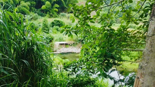 Eighth image of Borobridge in Borobridge, St. Ann, Jamaica - property is For Sale