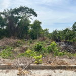 First image of Lime Grove, Cardiff Hall in St. Ann's Bay, St. Ann, Jamaica - property is For Sale