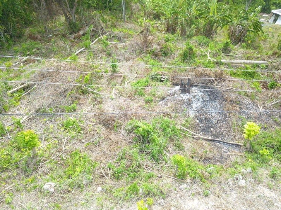 Fourth image of Lime Grove, Cardiff Hall in St. Ann's Bay, St. Ann, Jamaica - property is For Sale