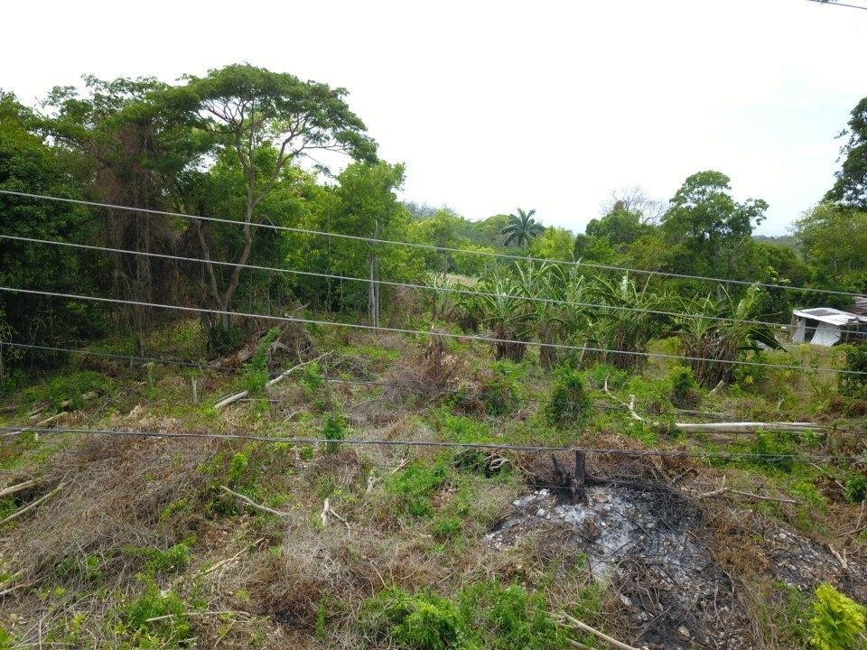 Sixth image of Lime Grove, Cardiff Hall in St. Ann's Bay, St. Ann, Jamaica - property is For Sale