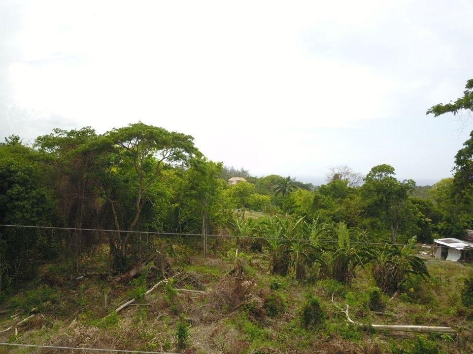 Seventh image of Lime Grove, Cardiff Hall in St. Ann's Bay, St. Ann, Jamaica - property is For Sale