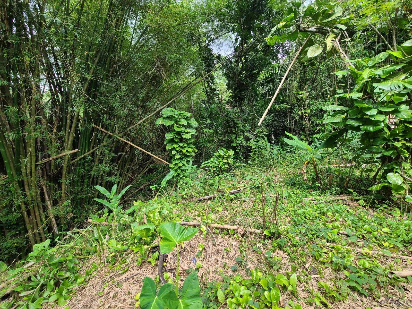 Fifth image of Caveliers in Cavaliers P.A., St. Andrew, Jamaica - property is For Sale