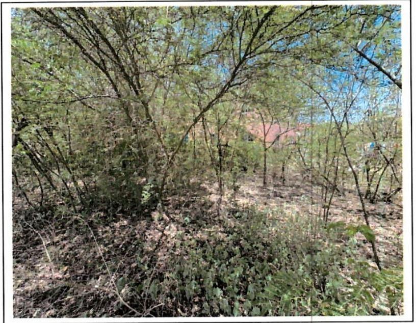 Third image of Lot-83 Humming Bird Avenue in Milk River, Clarendon, Jamaica - property is For Sale