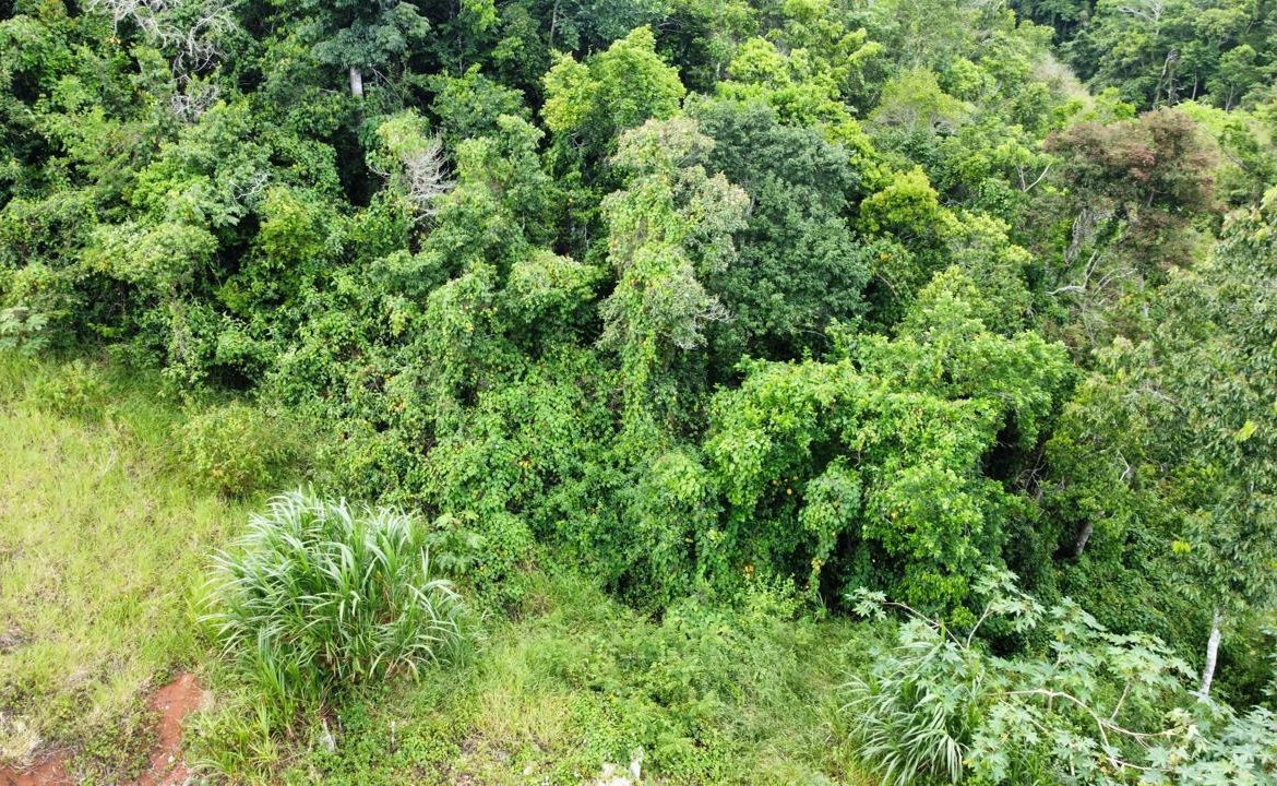 Fourteenth image of Lot 6 Masons Run Hatfield in Hatfield, Manchester, Jamaica - property is For Sale